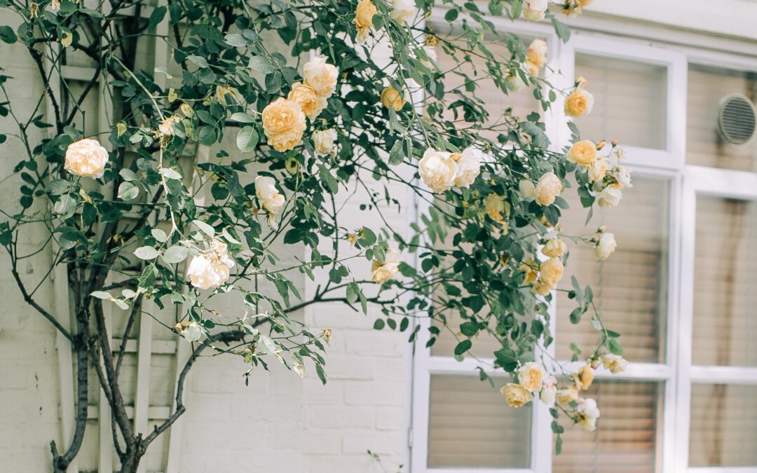 Build Your Own DIY Lattice Fence For Your Plants