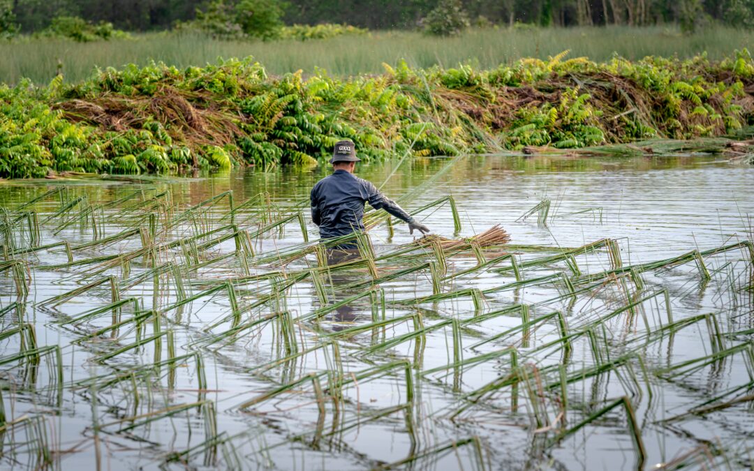 Regenerative Farming Practices: Food for a Healthier Planet